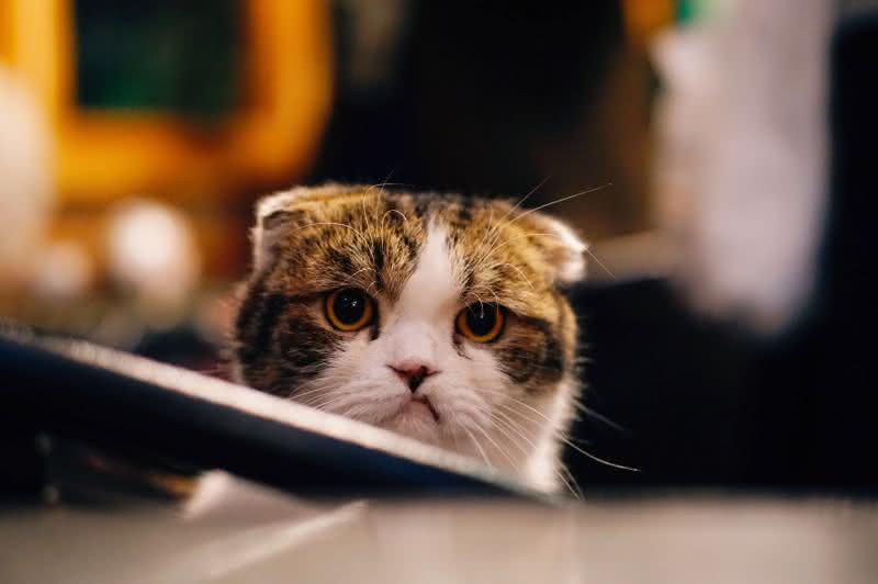 Gatinho Triste